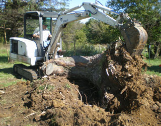 Bobcat Work on a tree stump